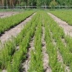 На Киевских остановках высадят цветы