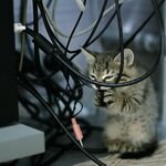 Животные испортили гаджеты на 8 млрд долларов 