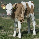 В Сибири оперируют теленка с шестью ногами 