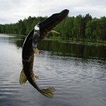 В Ульяновске состоялась выставка 