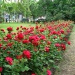 Донецку подарили морозоустойчивую розу 